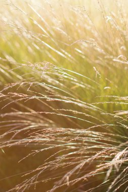 gün batımı ışık yeşil çim