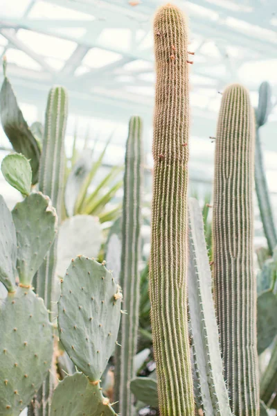 Gros yucca et cactus — Photo