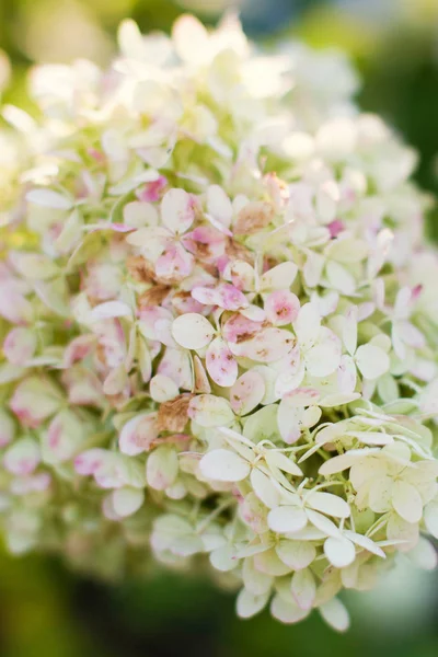 Krásná bílá hortenzie — Stock fotografie