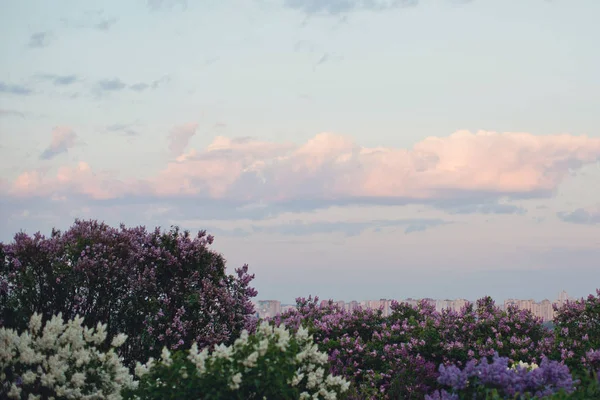 Jardin lilas au coucher du soleil — Photo