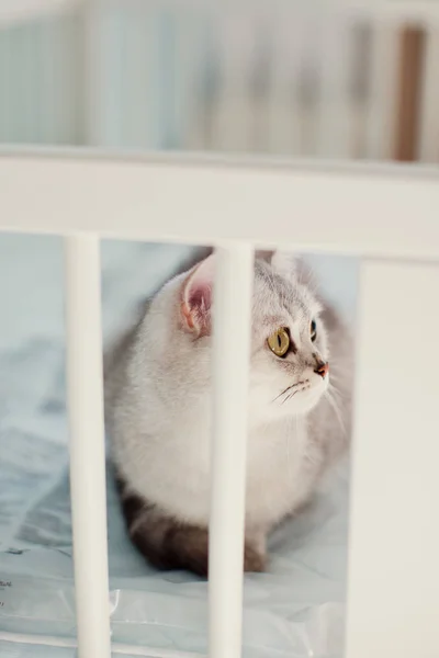 Grijze kat in de babywieg — Stockfoto