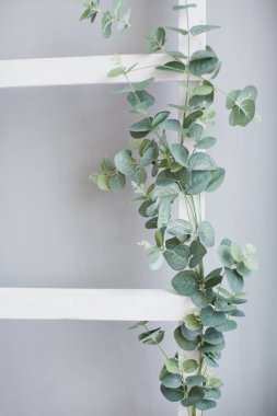 Okaliptüs ile dekore edilmiş eski merdiveni