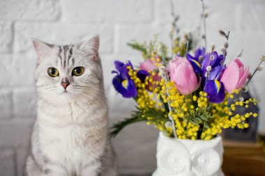 kedi ve parlak buket
