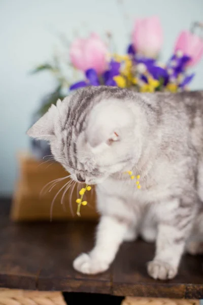 Katt och ljusa bukett — Stockfoto