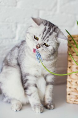 üzüm sümbül ve sevimli kedi