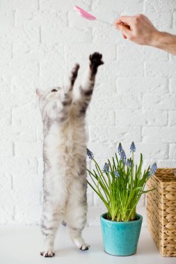 üzüm sümbül ve sevimli kedi