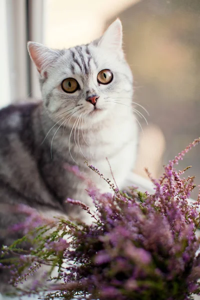 Katt nära rosa Ljung i blom kruka — Stockfoto