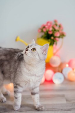 sarı sulama olabilir kedi ve pembe güller