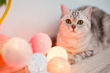 sarı sulama olabilir kedi ve pembe güller