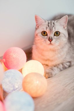 sarı sulama olabilir kedi ve pembe güller