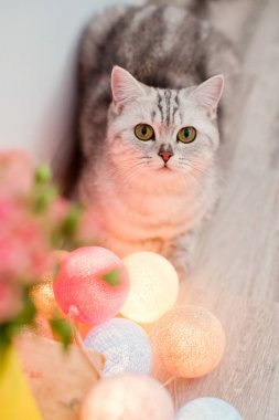 sarı sulama olabilir kedi ve pembe güller