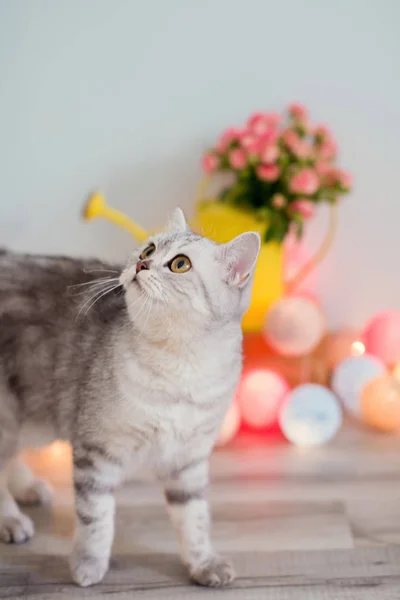 Kočičí a růžové růže ve žlutém napájení mohou — Stock fotografie