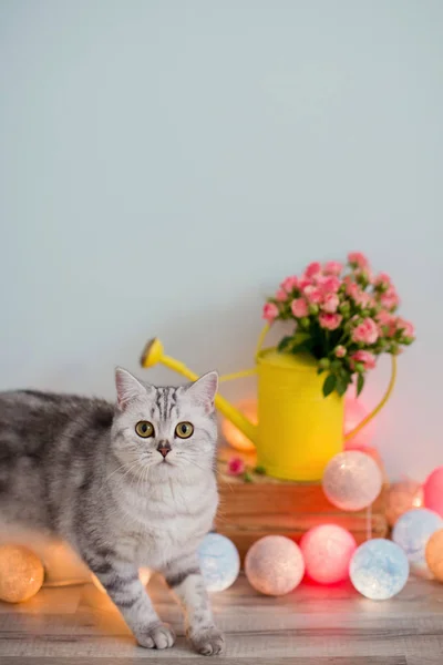 Gato y rosas rosadas en lata de riego amarillo — Foto de Stock