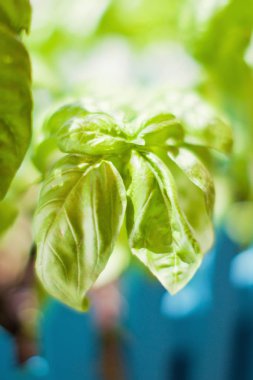 Bahçede taze fesleğen yaprakları