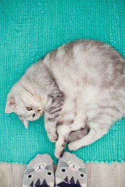 insan ayakları yakınında yatan sevimli gri kedi