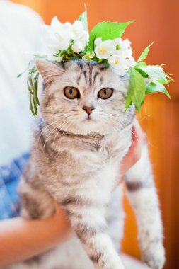 Çiçek çelenk ile sevimli gri kedi