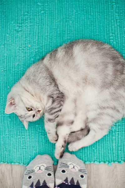 Mignon chat gris couché près des pieds humains — Photo