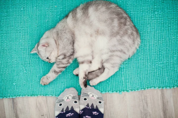 Schattige grijze kat liggend in de buurt van menselijke voeten — Stockfoto