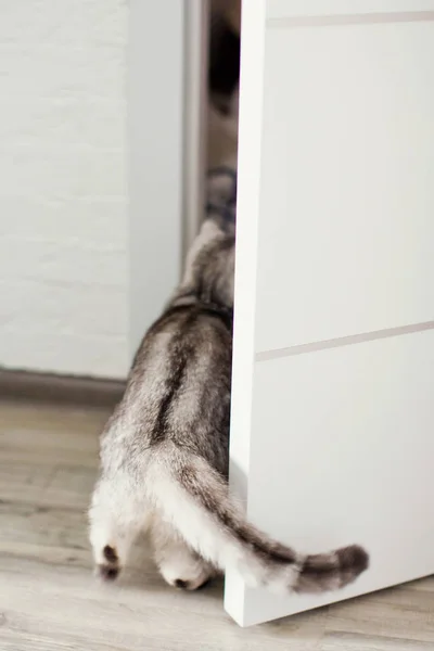 Lindo gato gris — Foto de Stock