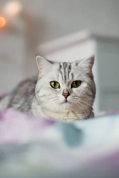 귀여운 회색 고양이 — 스톡 사진