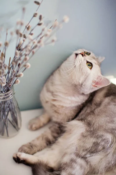 Cinza gato e buceta salgueiro — Fotografia de Stock