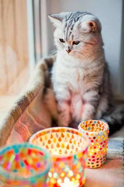 Gato gris con velas — Foto de Stock