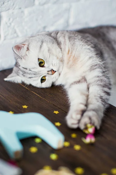 Gato gris divertido — Foto de Stock