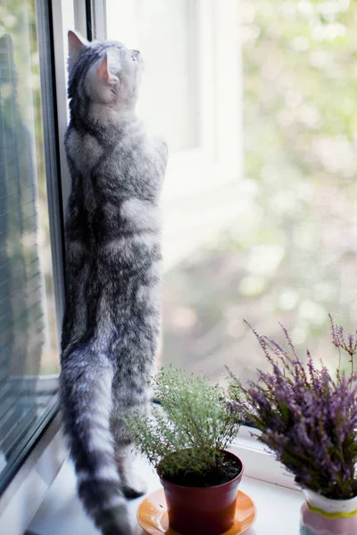 Gato gris divertido — Foto de Stock