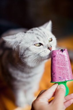 kedi yemek ev yapımı Popsicles