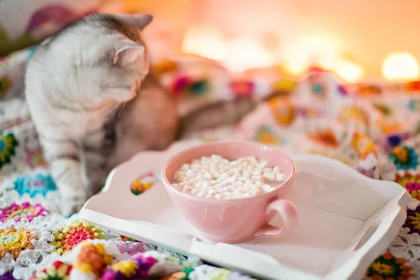 Cat and pink cup with marshmallow — Stock Photo, Image
