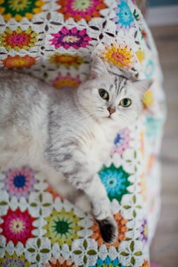 genç gri İngiliz kedi