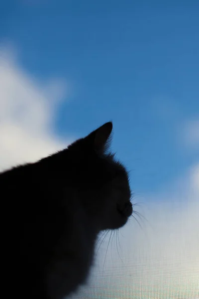 Fiatal szürke brit macska — Stock Fotó