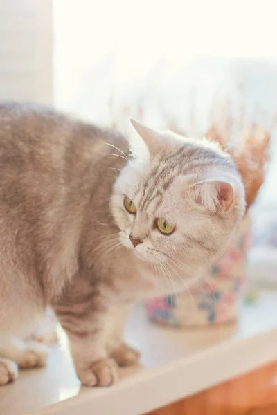 Jonge grijze Britse kat — Stockfoto
