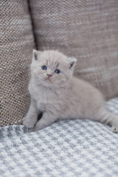 Mignonne britannique petit chaton — Photo