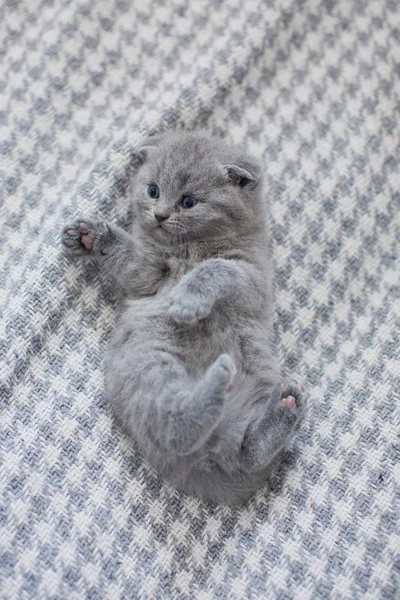 Bonito britânico pouco gatinho — Fotografia de Stock