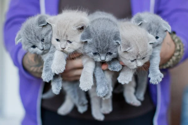 bouquet of little kitties