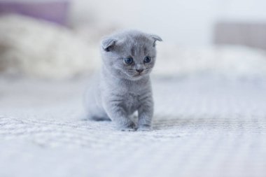 sevimli İngiliz küçük Kitty