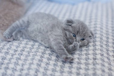 sevimli İngiliz küçük Kitty