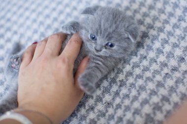 sevimli İngiliz küçük Kitty