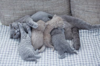 Anne kedi ile sevimli kitties