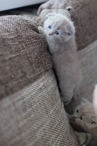 Lindo británico poco gatitos — Foto de Stock