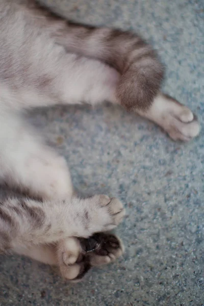 Young grey british cat — Stock Photo, Image