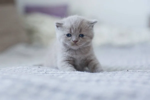 Mignonne britannique petit chaton — Photo