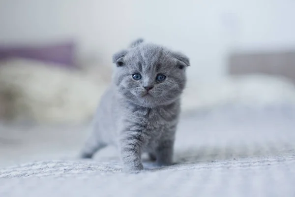 Милий британський маленький кошеня — стокове фото
