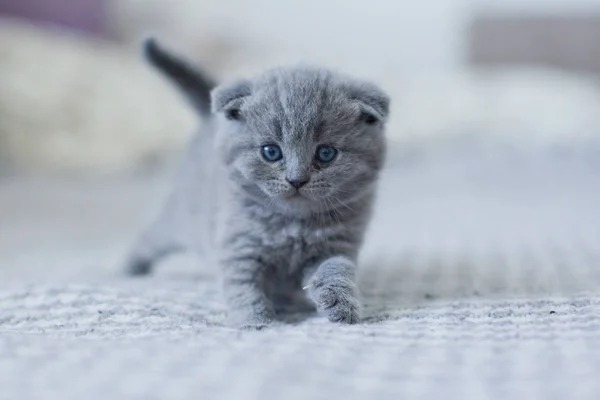 Bonito britânico pouco gatinho — Fotografia de Stock