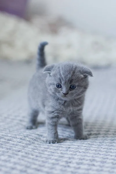 Bonito britânico pouco gatinho — Fotografia de Stock