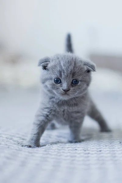 Bonito britânico pouco gatinho — Fotografia de Stock