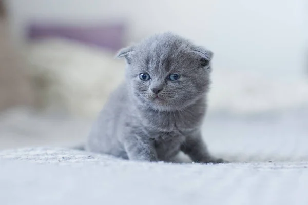 Bonito britânico pouco gatinho — Fotografia de Stock