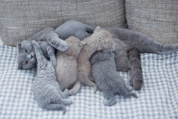 cute kitties with mommy cat