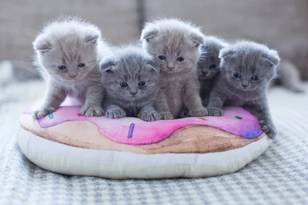 Mignonne britanniques petits chatons — Photo